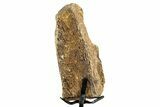 Fossil Hadrosaur Limb Bone Section w/ Metal Stand - South Dakota #335496-4